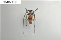 雙瞳黃天牛(蘭嶼粗天牛)藏品圖，第3張